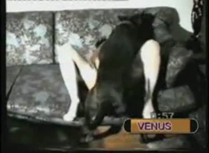 Video :Animal sex on the couch with dog and a hot babe